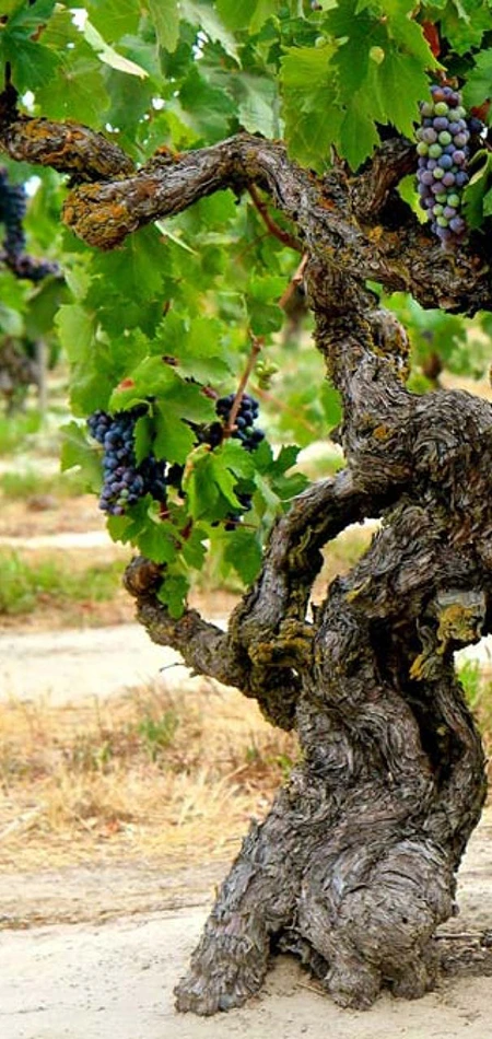 Montenegrin Wine – The Origin of Kratošija: A Guide to Montenegro’s Iconic Grape