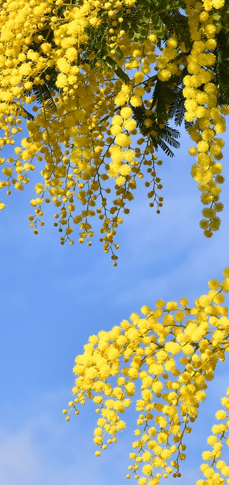 Discover the Breathtaking Beauty of Portonovi Resort's Greenery, Parks, and Gardens